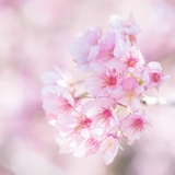 春らしいお花といえば桜＊ブーケに取り入れて洗練された花嫁姿を演出◇